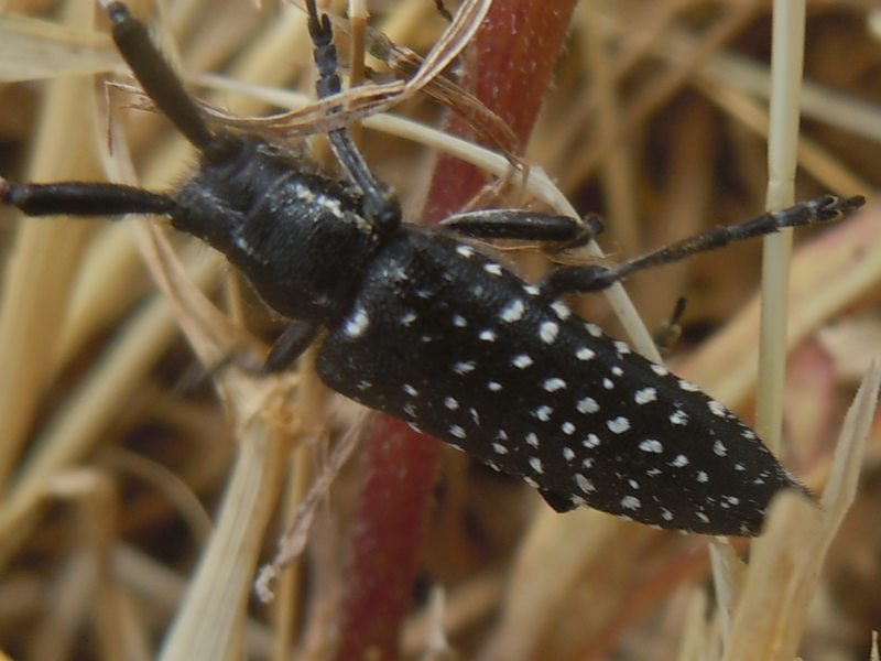 Cerambycidae dalla Gallura: Agapanthia irrorata